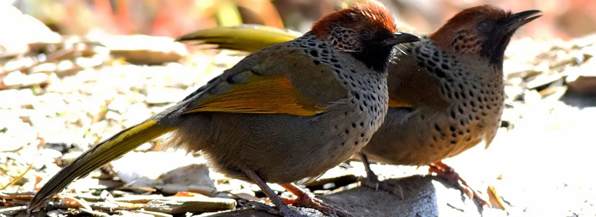 Birds in Jim Corbett Trip