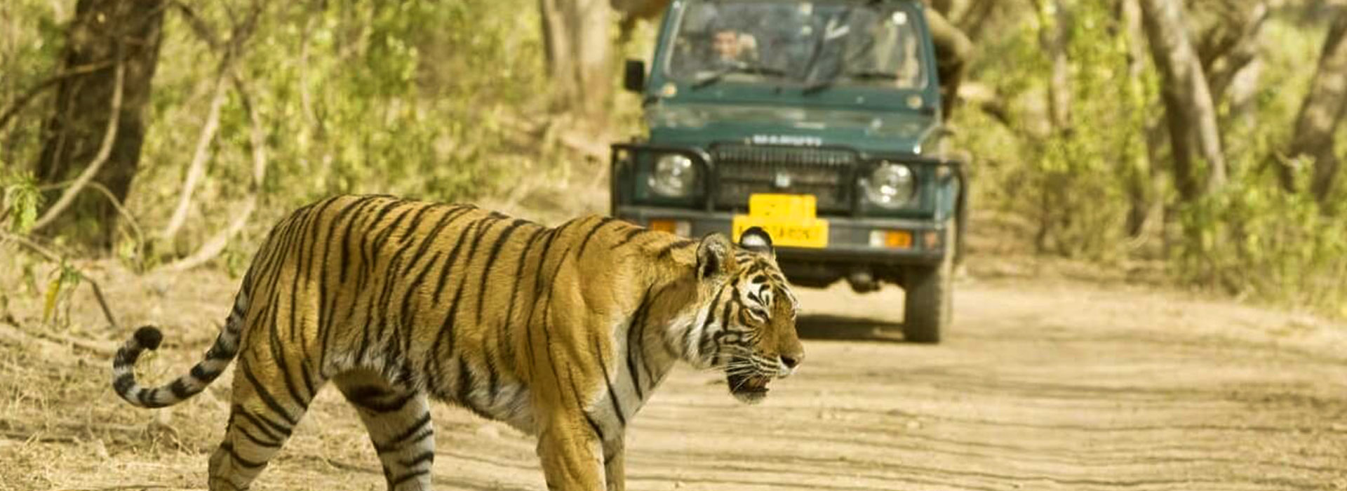 Ranthambore Tiger Safari